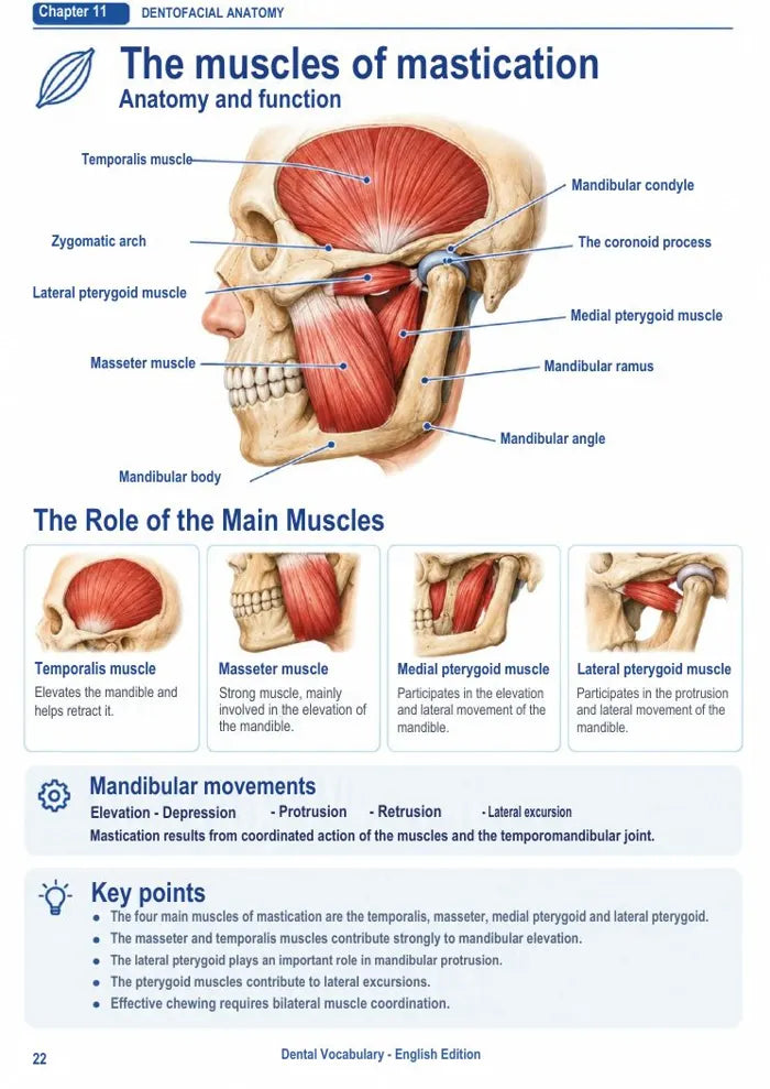 Dental Vocabulary — مصطلحات طب الأسنان بالإنجليزية