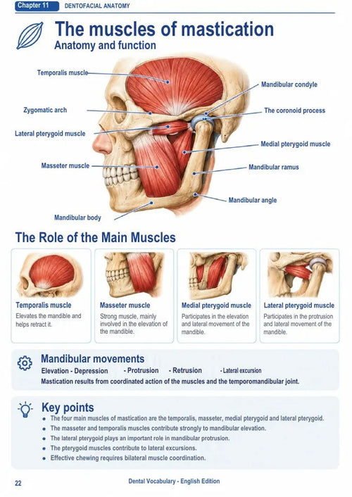 Dental Vocabulary — مصطلحات طب الأسنان بالإنجليزية