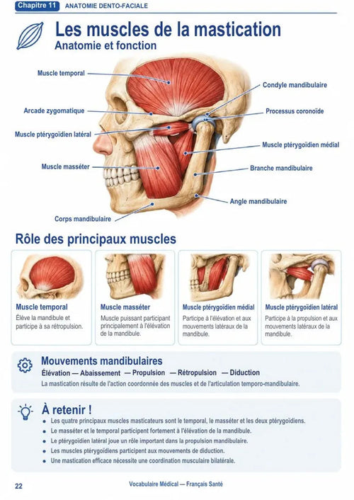Vocabulaire Dentaire — مصطلحات طب الأسنان بالفرنسية